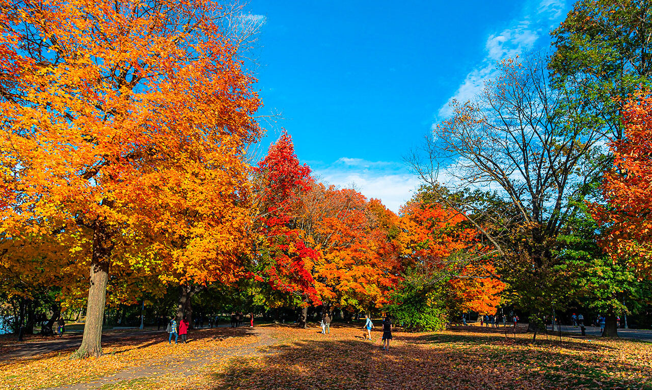 Brooklyn Prospect park